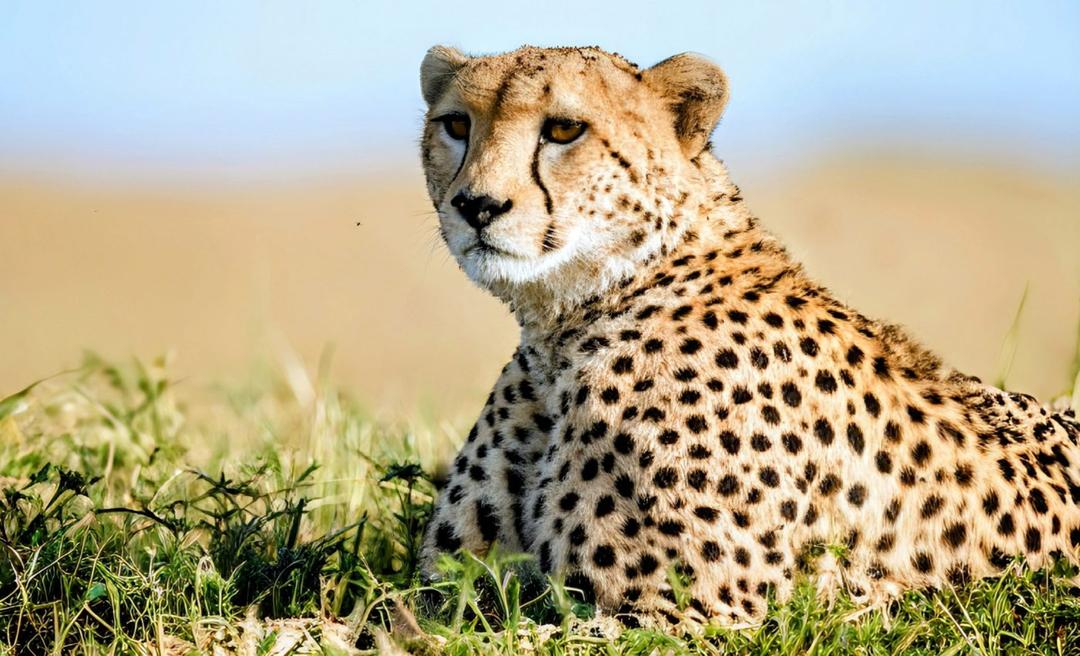 International Cheetah Day 2024 Racing against extinction