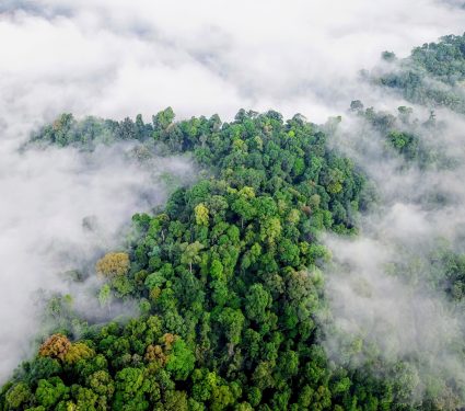 2024/12/Rainforest-cloud.jpg