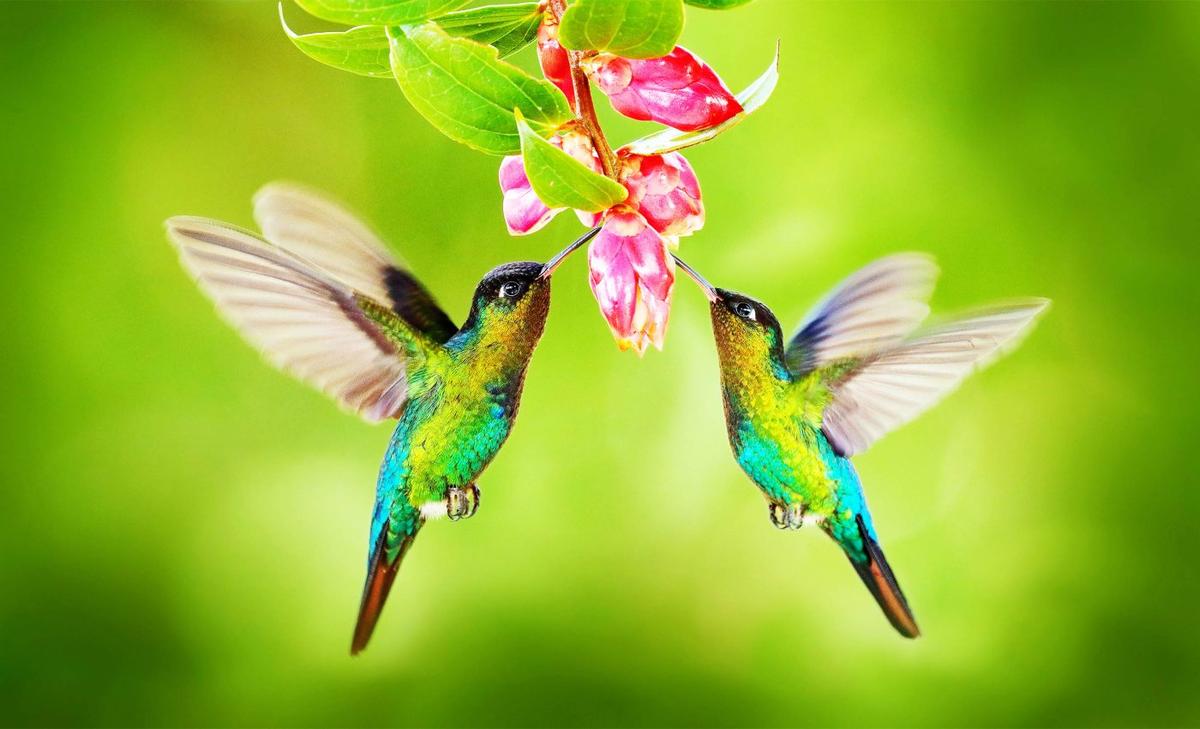 Hummingbird bills are an evolutionary wonder