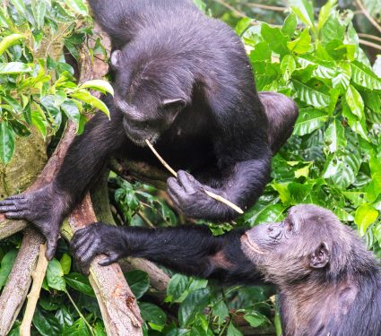 2024/12/chimpanzees_using-stick-tool_honey_1m.jpg