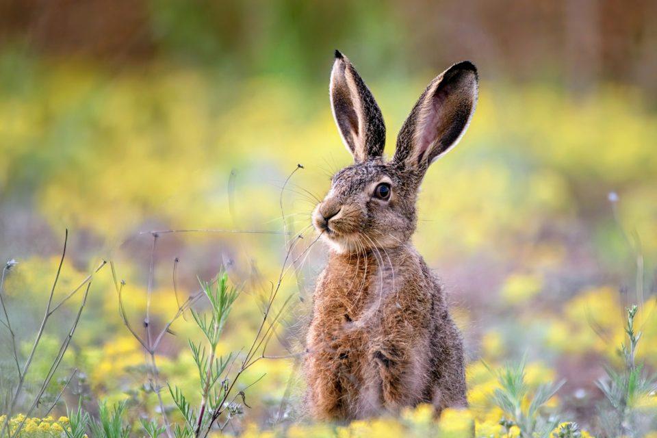 How non-native species are saving themselves from extinction