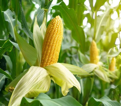 2024/12/Maize.jpg