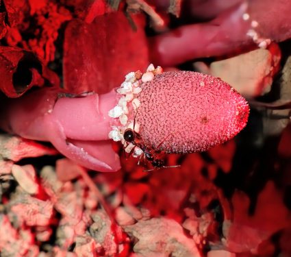 2024/12/Insects-plant-pollination.jpg