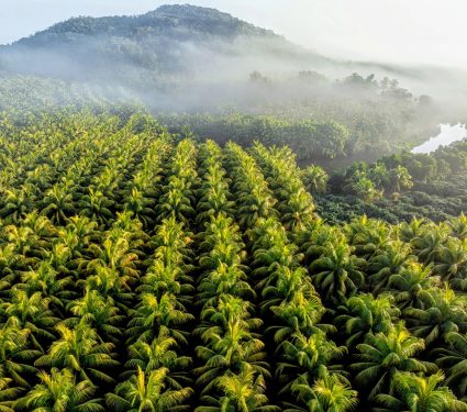 2024/12/Coconut-palms.jpg