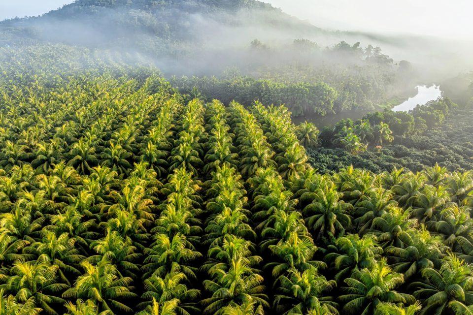 Coconut palms threaten Pacific island ecosystems