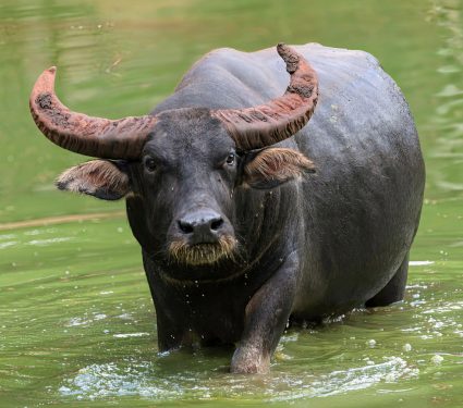 2024/12/Buffalo-friends.jpg