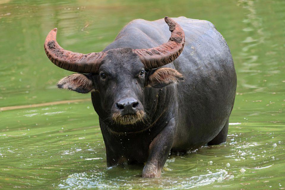 Buffalos build friendships based on similar personality traits