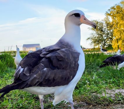 2024/12/Oldest-bird.jpg