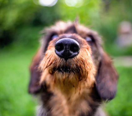 2024/12/Dog-bladder-cancer.jpg