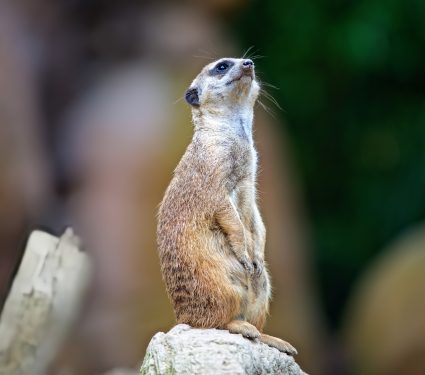 2024/12/Meerkat-testosterone.jpg
