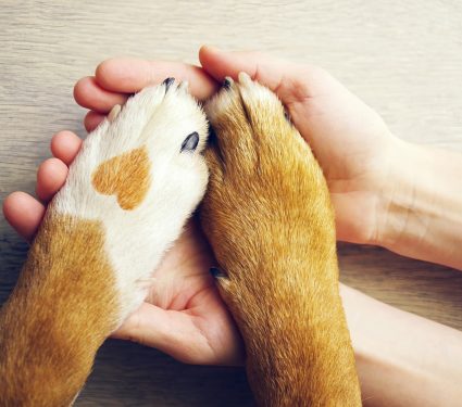 2024/12/Animal-rights.jpg