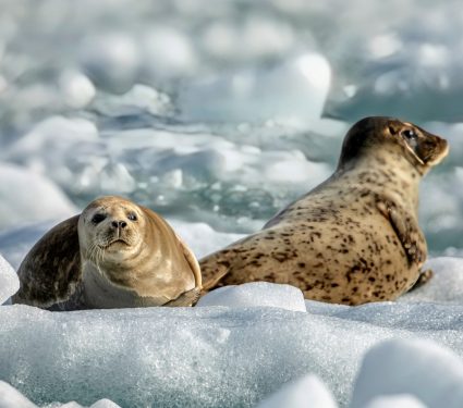 2024/12/Harbor-seals-iceberg.jpg