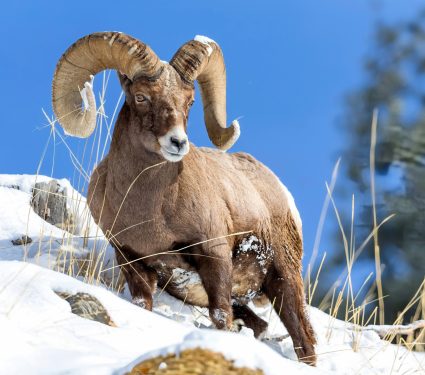 2024/12/Bighorn-sheep.jpg