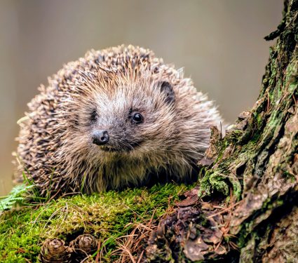 2024/12/Hedgehog-hibernation.jpg