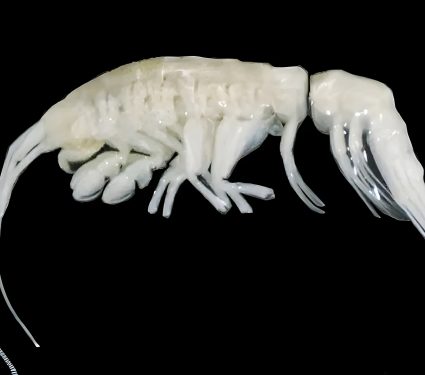 2024/12/Deep-ocean-predator.jpg