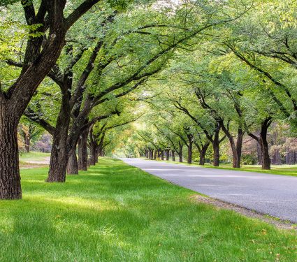 2024/12/Trees-cities.jpg