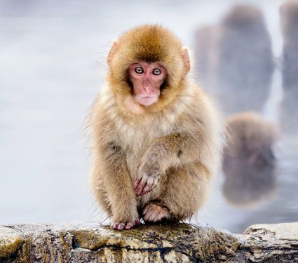 2024/12/Animals-fairness.jpg