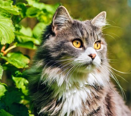 2024/12/Bird-flu-cats.jpg