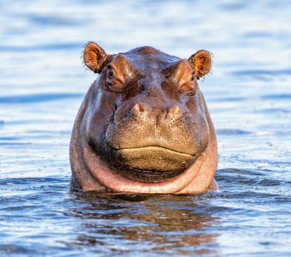 2024/12/Hippo-extinction.jpg