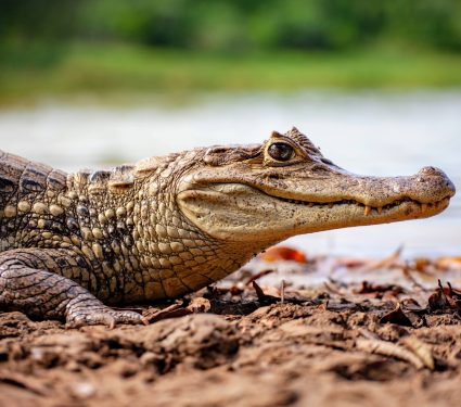 2024/12/Crocodile-scales.jpg