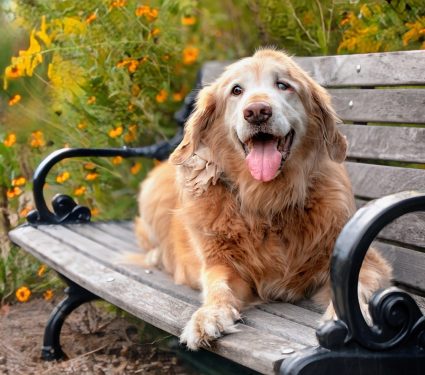 2024/12/Dog-old-age.jpg
