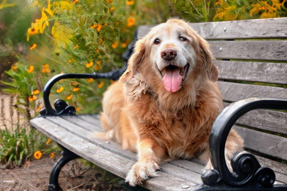 Dogs' healthcare needs change as they enter 'old age'