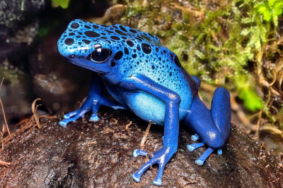 Biodiversity loss linked to agricultural trade is alarmingly high