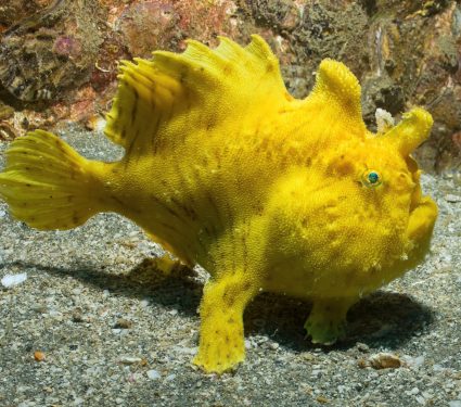 2024/12/Frogfish.jpg