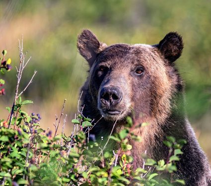 2024/12/Grizzly-bears-huckleberries.jpg