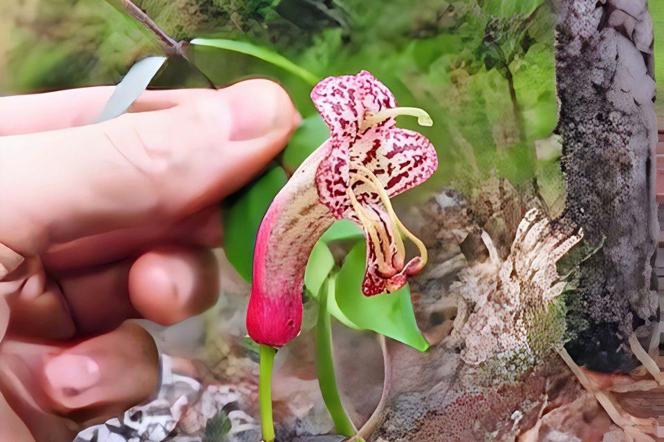 Beautiful new 'lipstick vine' found in the Philippine rainforest