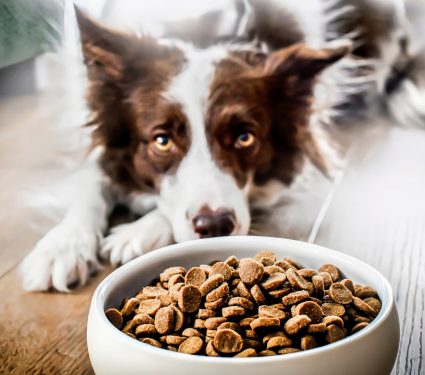 2024/12/Dog-owners-pet-food.jpg