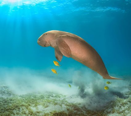 2024/12/Marine-animals-swim.jpg