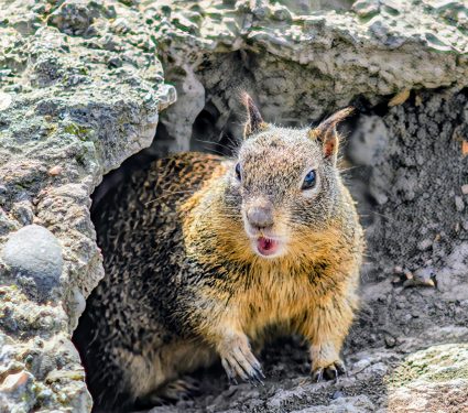 2024/12/Carnivorous-squirrels.jpg