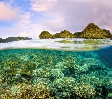 2024/12/Coral-reproduction.jpg