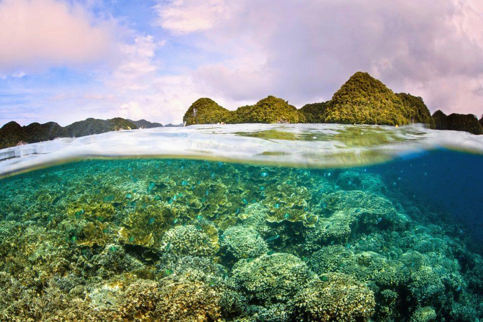 Corals count on nearby neighbors for successful reproduction