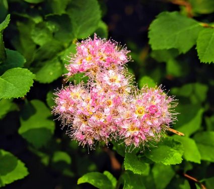 2024/12/Shrubs-forest-recovery.jpg