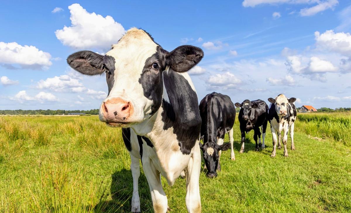Sugar solution could replace antibiotics for treating dairy cows