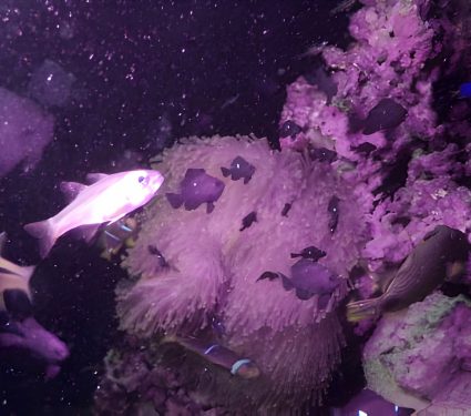 2024/12/coral-reefs-light-pollution.jpeg