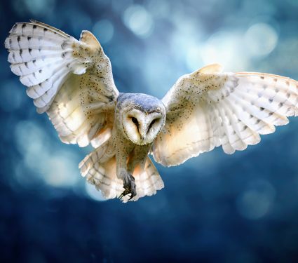 2024/12/Barn-owls-moonlight.jpg