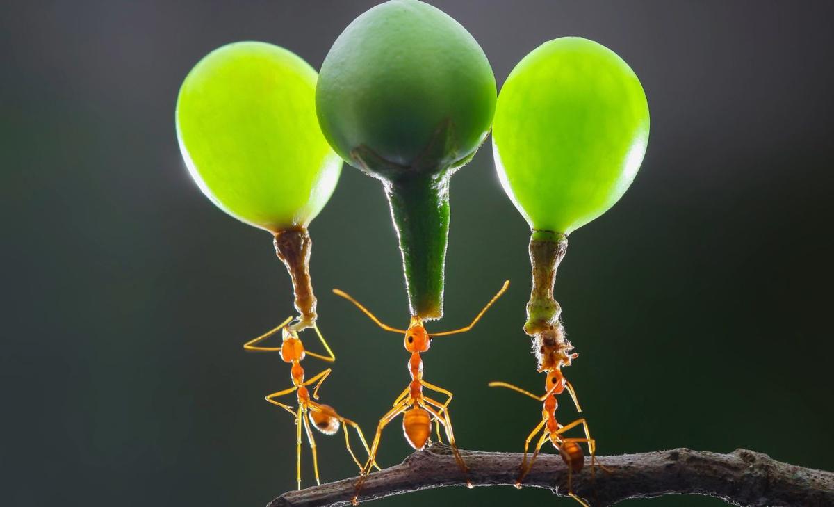 Magnetic microbots can replicate the extraordinary abilities of ants