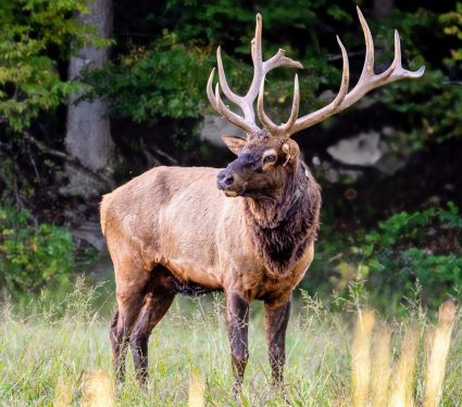 2024/12/Wildlife-drought.jpg