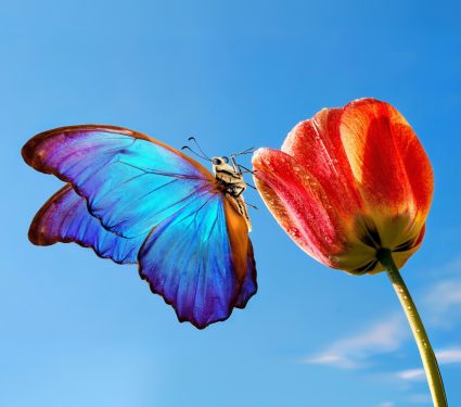 2024/12/Loss-biodiversity.jpg