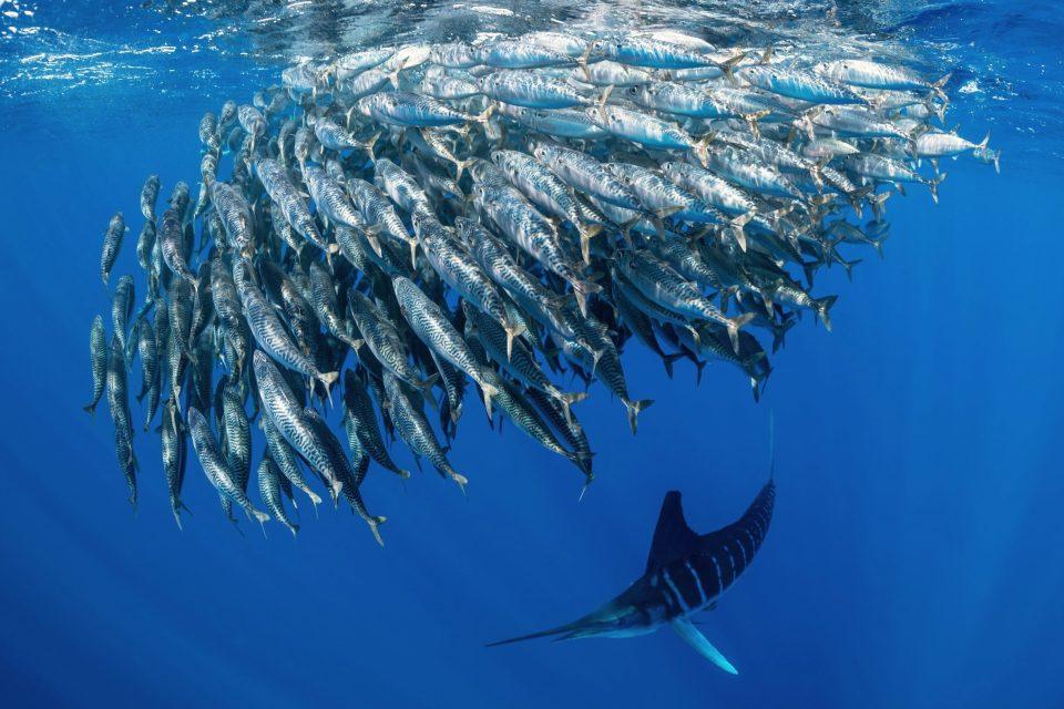 Dance of survival: How sardines outsmart striped marlins in the open ocean