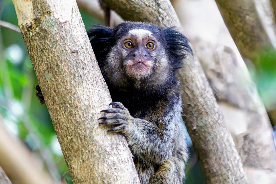 Marmosets call each other by 'names' with distinct vocalizations
