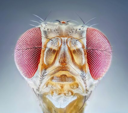 2024/12/Flies-wasps.jpg