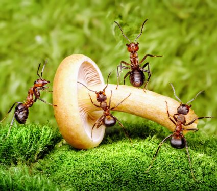 2024/12/Ant-group.jpg