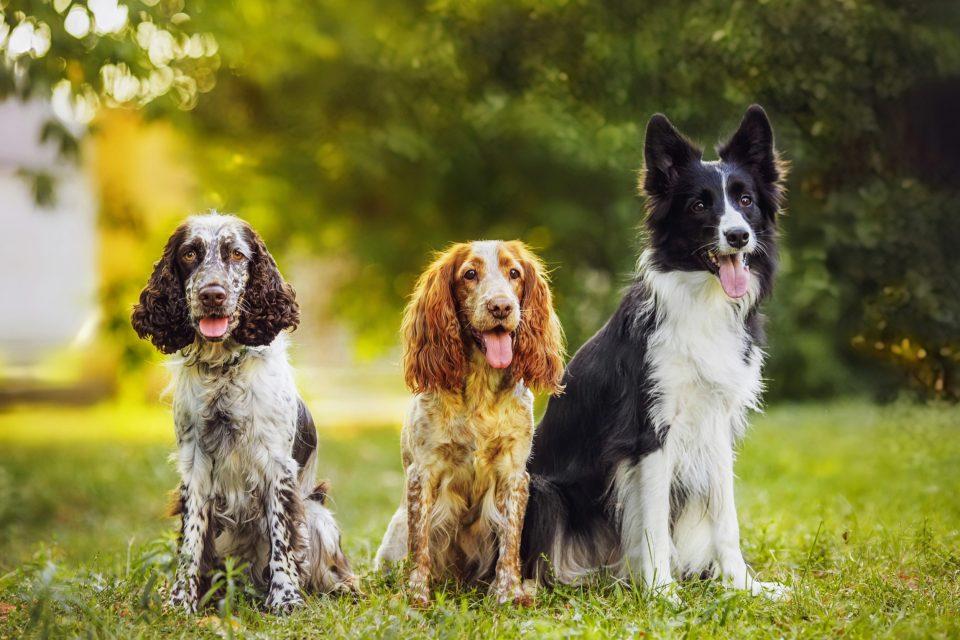 Dog parks may be fueling parasite outbreaks