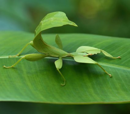 2024/12/Stick-leaf-insects.jpg
