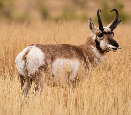 2024/12/Drought-wildlife.jpg