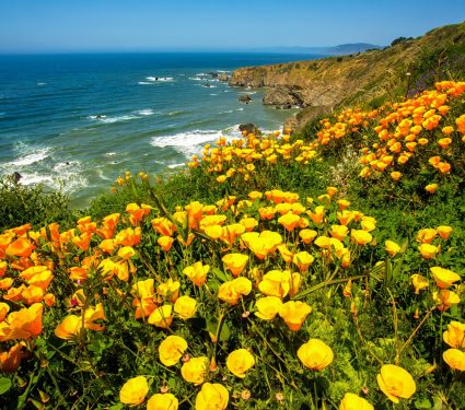 2024/12/Native-wildflowers.jpg